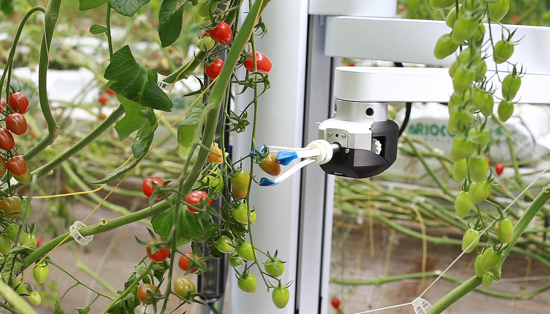 AI-powered robotic harvester gently picking herbs in a commercial farm (2026)