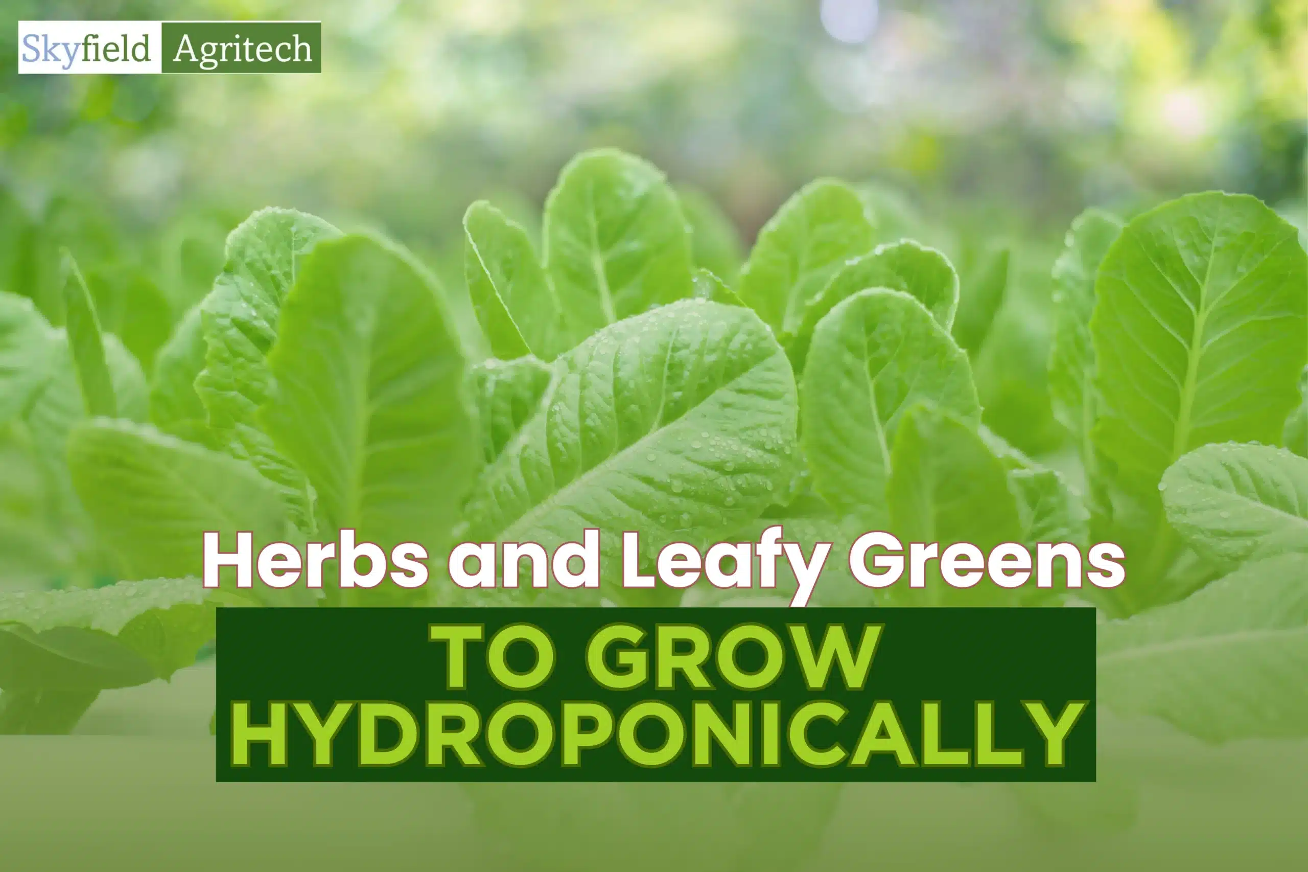 The Profitable Herbs to Grow