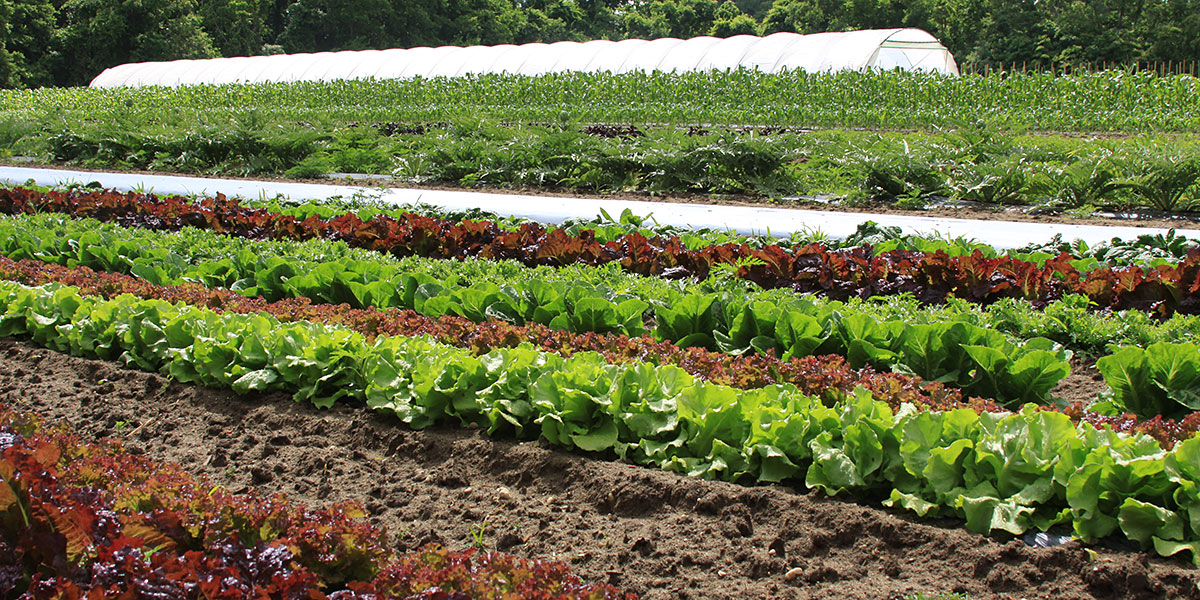 commercial herb growing