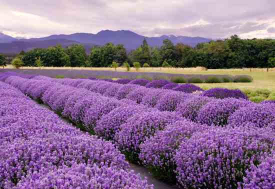 How to Start a Profitable Herb Business in 2026: Complete Beginner's Guide to Commercial Herb Growing