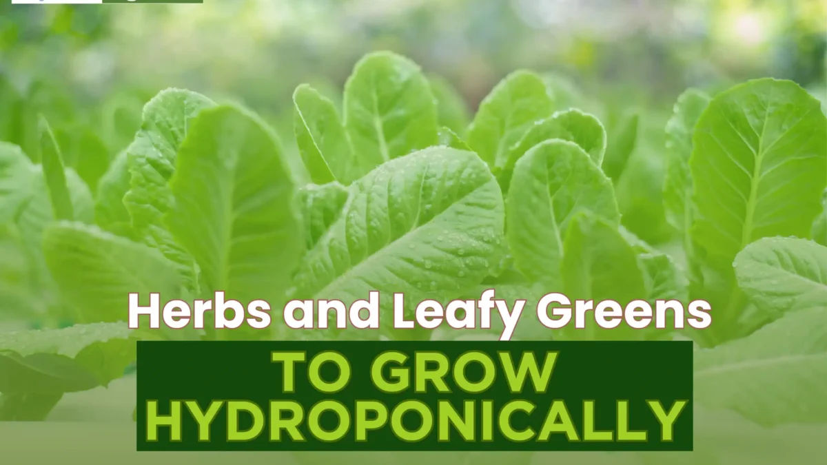 The Profitable Herbs to Grow