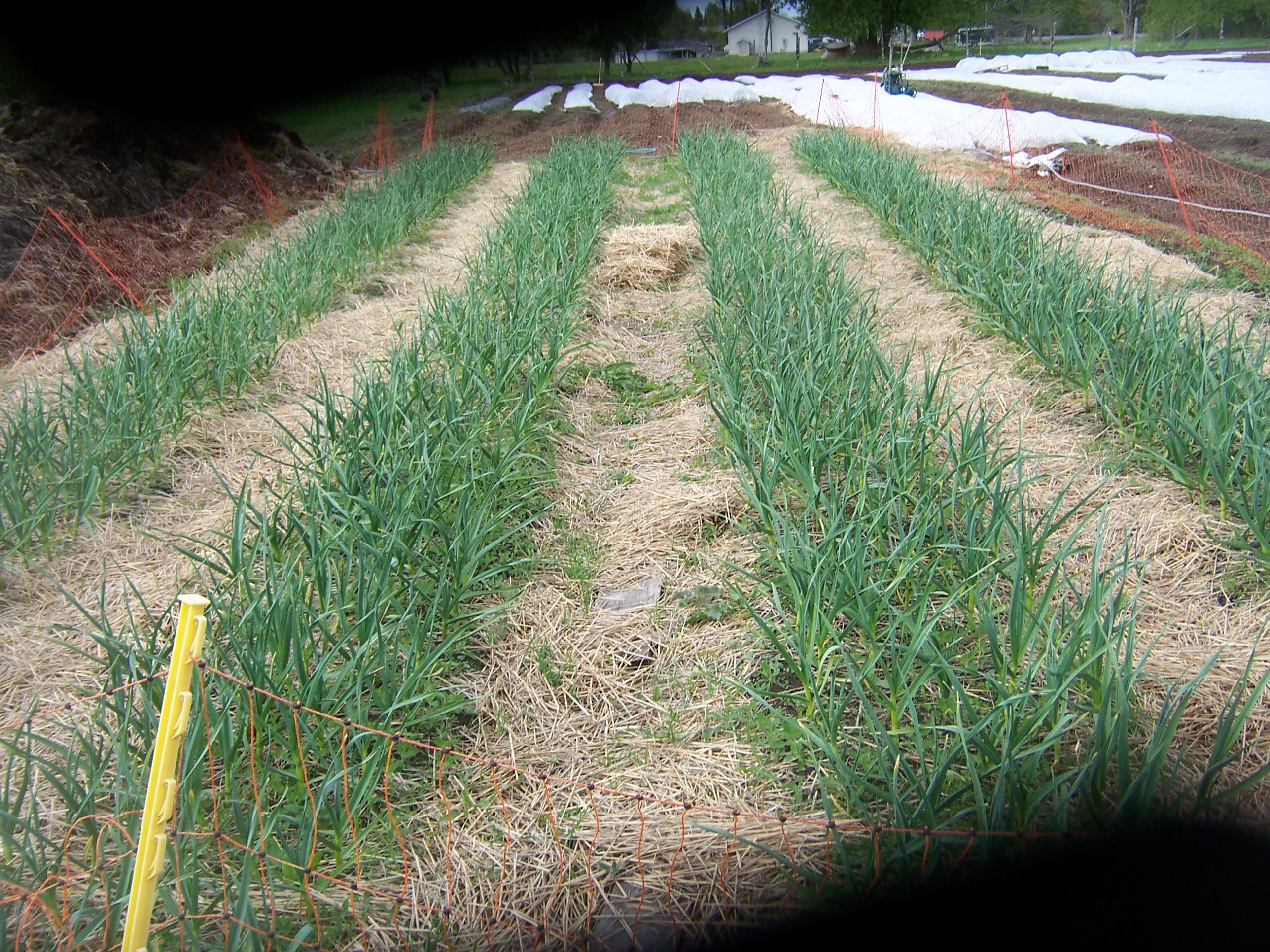 The Profitable Herbs to Grow