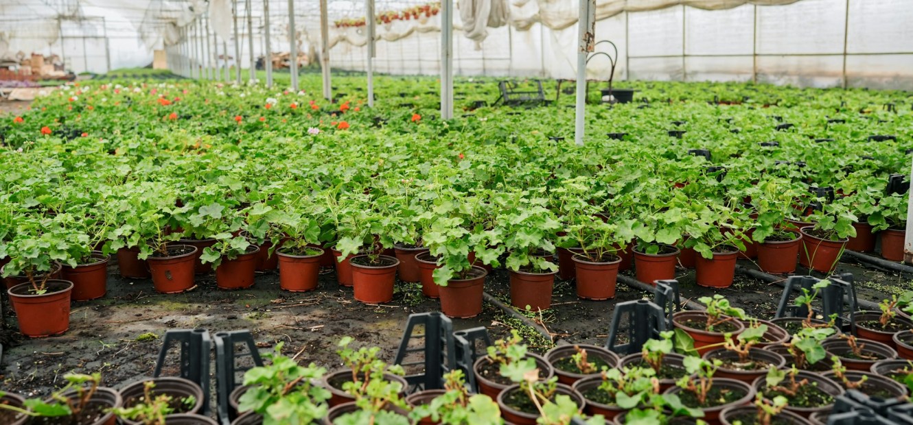 The 2026 Herb Farming Blueprint: Top Profitable Herbs & Commercial Equipment for New Entrepreneurs