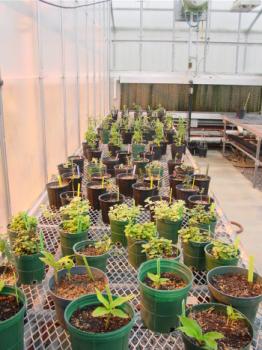 How to Start a Profitable Herb Business in 2026: Complete Beginner's Guide to Commercial Herb Growing