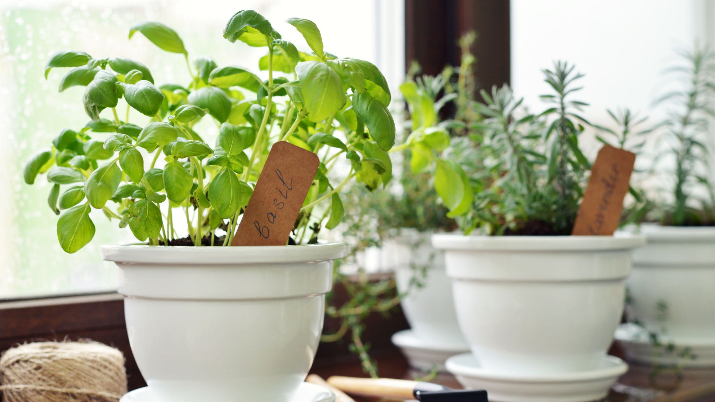 drip irrigation for herbs