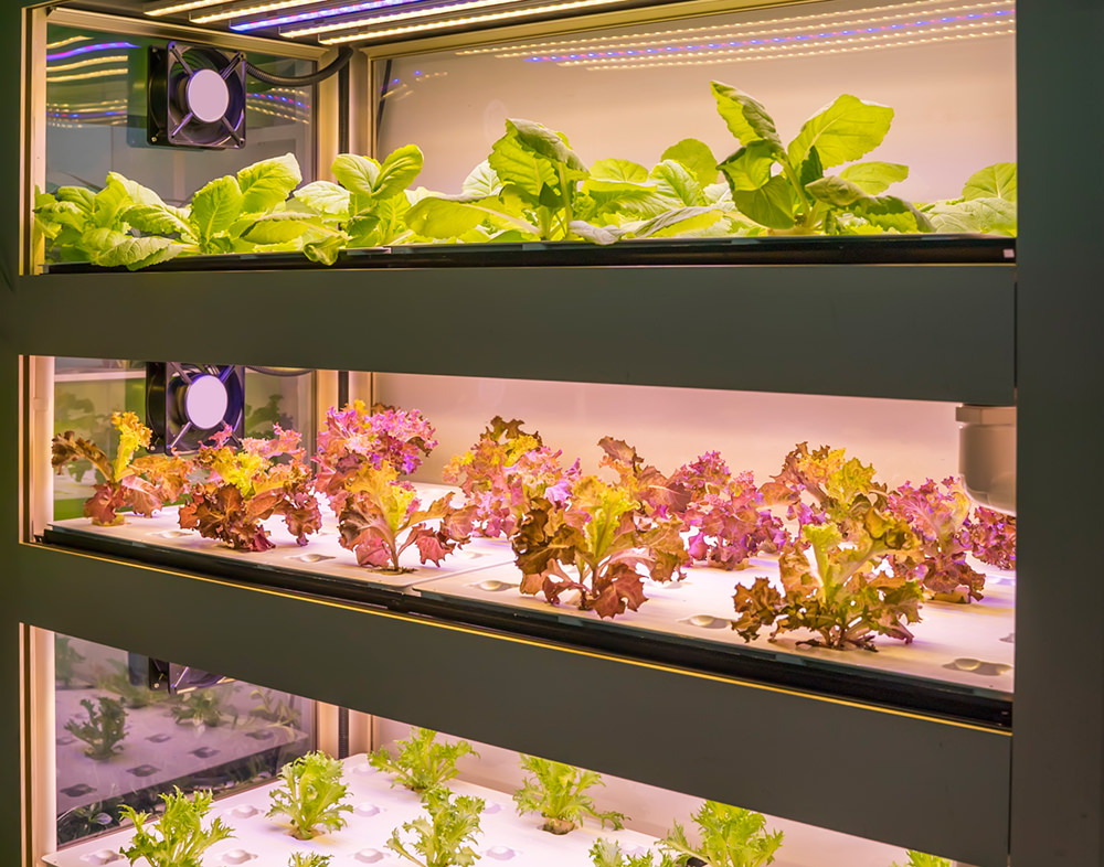 profitable herbs to grow