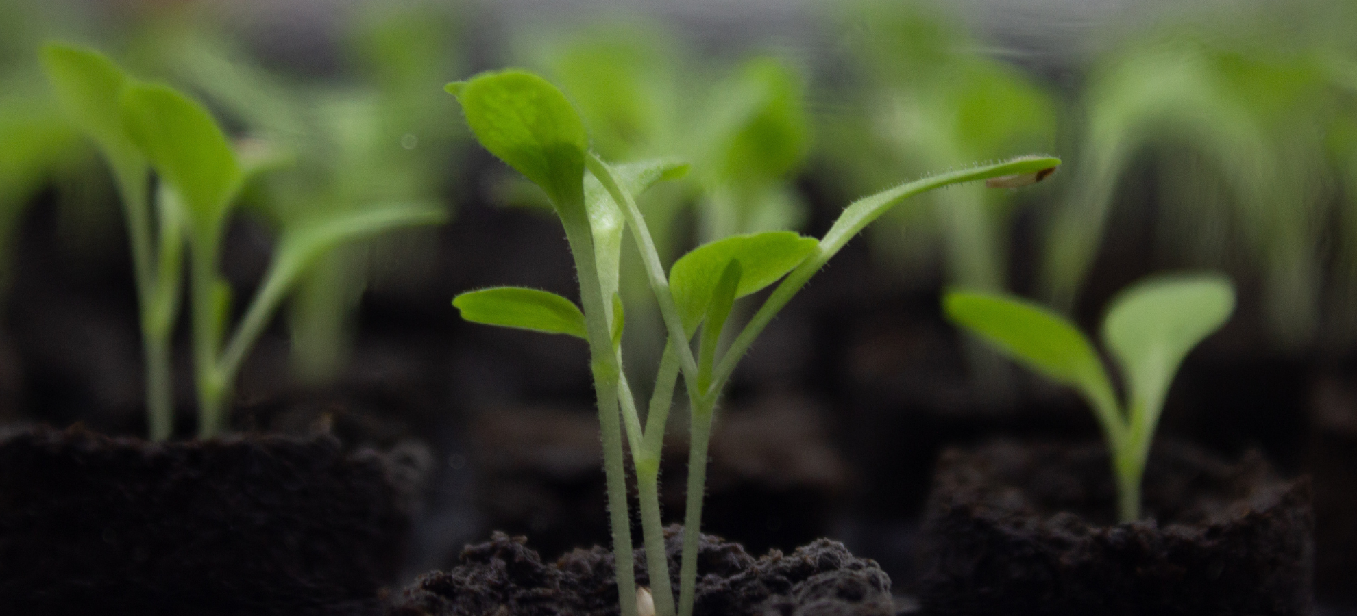profitable herbs to grow