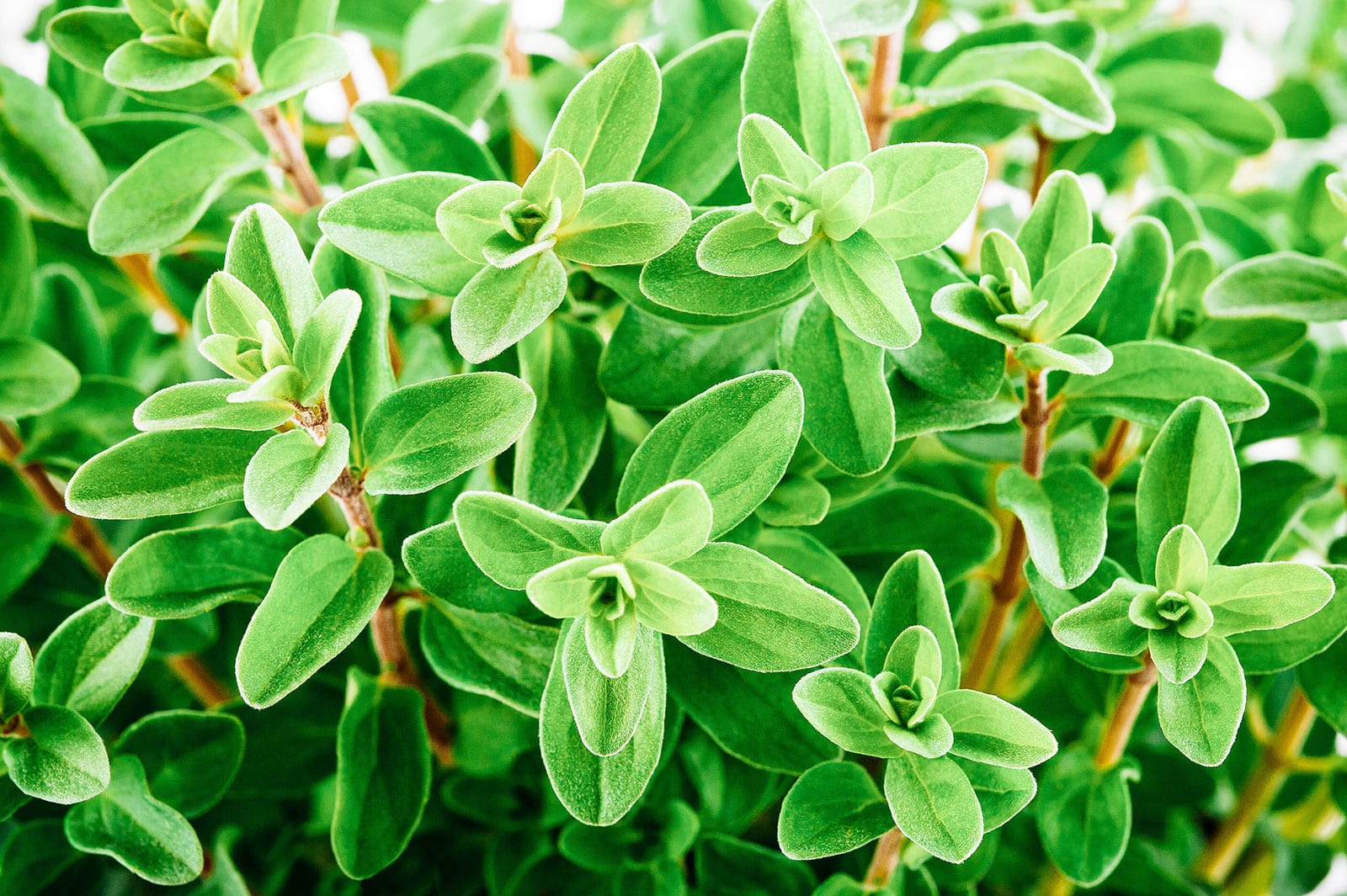 Perennial herbs like marjoram require specific space and care.