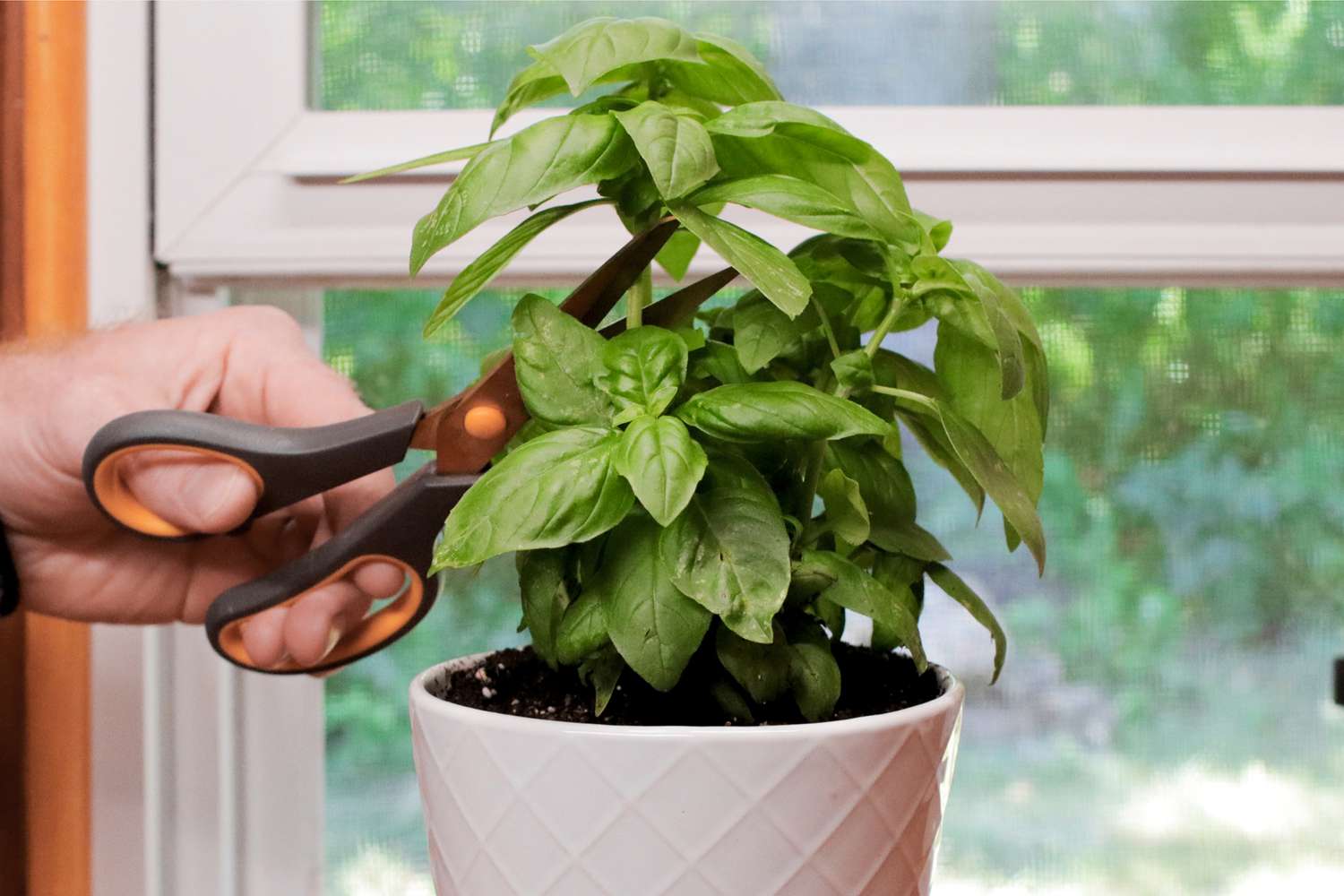 The 2026 guide to Starting a Profitable Herb Business: High-Yield Varieties, Essential Equipment, and Scaling Your Garden