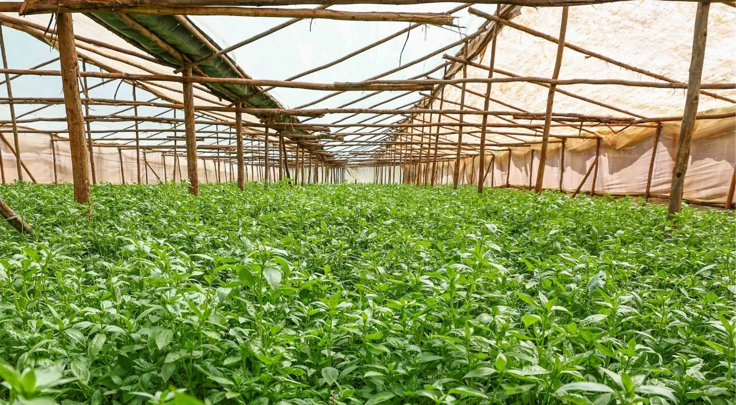 The 2026 Herb Farming Blueprint: Top Profitable Herbs to Grow & Essential Equipment for Commercial Success