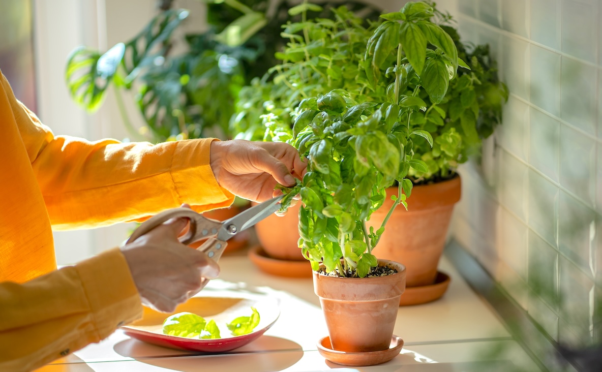Fresh basil for culinary use
