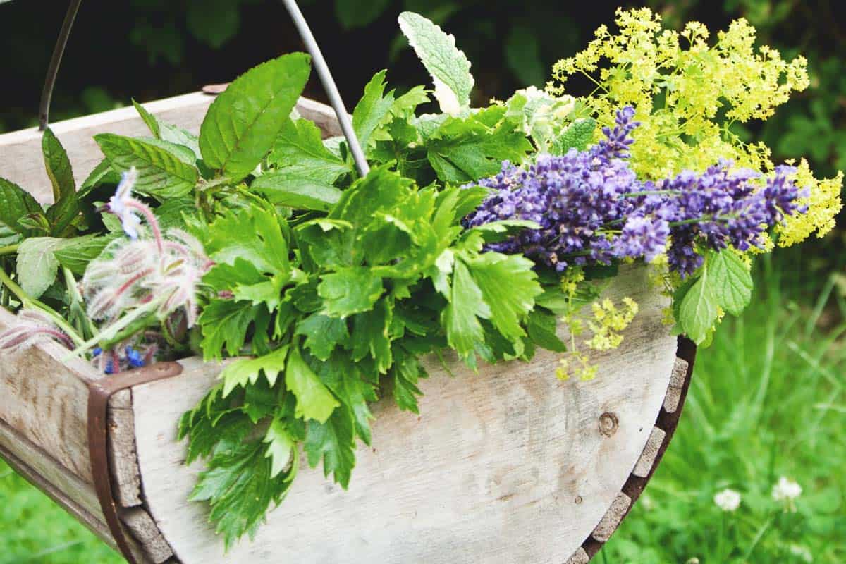 The 2026 Herb Profit Playbook: Top High-Yield Varieties, Essential Farming Equipment, and a Step-by-Step Business Plan for Commercial Success