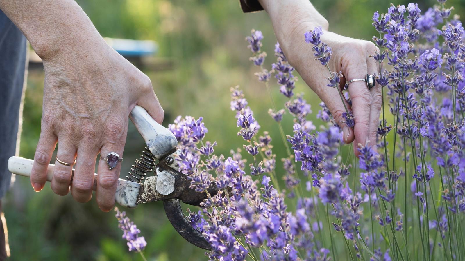 profitable herbs to grow
