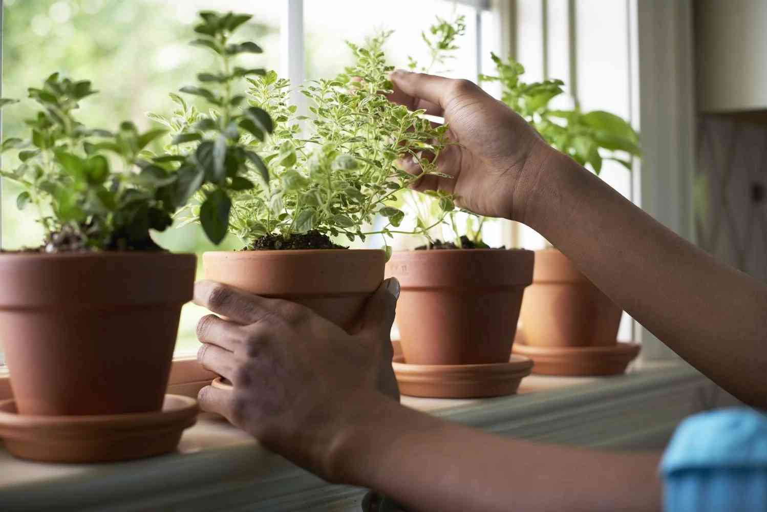 harvested herbs
