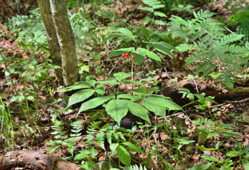 profitable herbs to grow