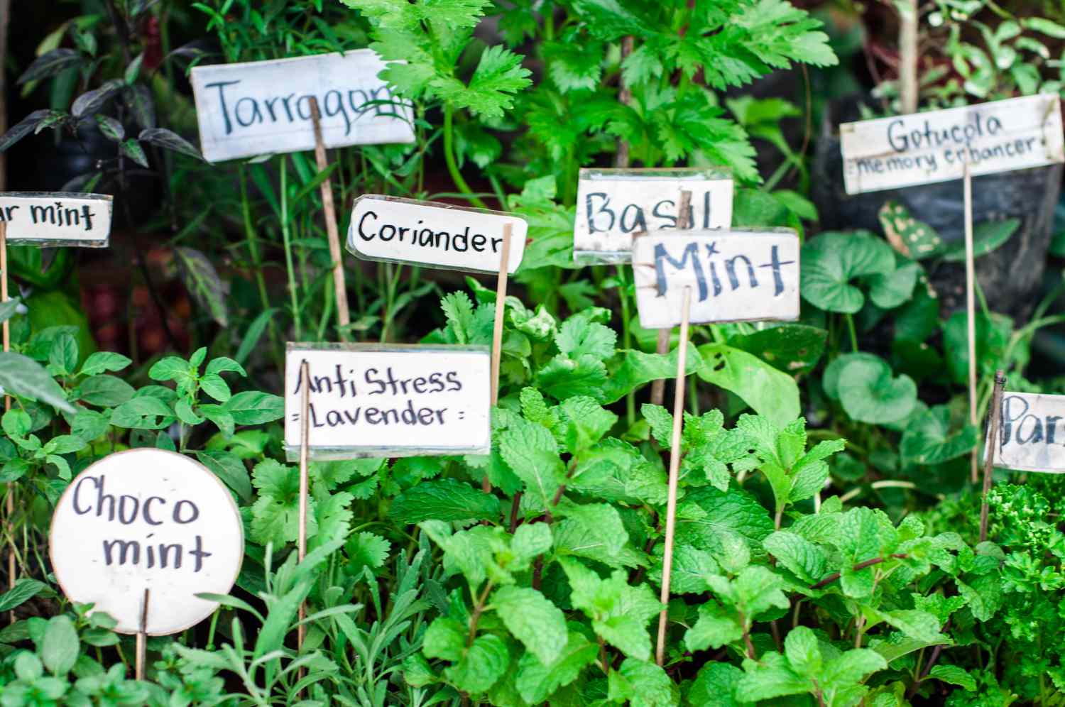 how to start herb business