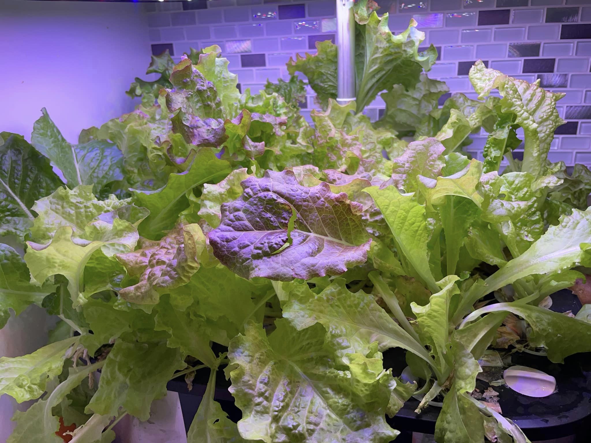 profitable herbs to grow