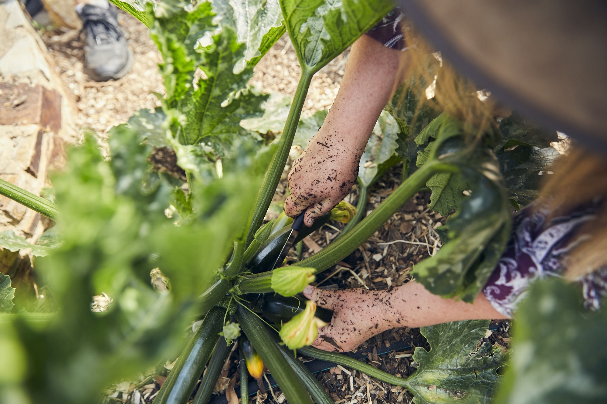 profitable herbs to grow