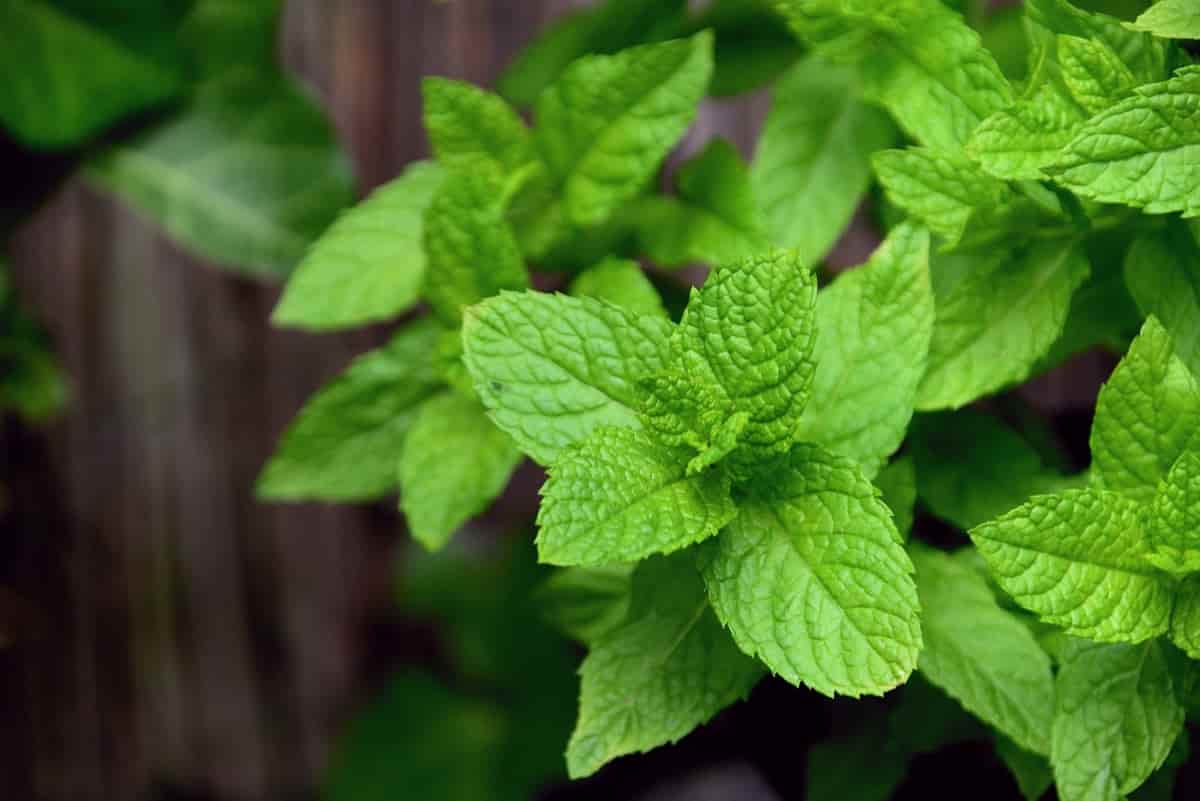 profitable herbs to grow