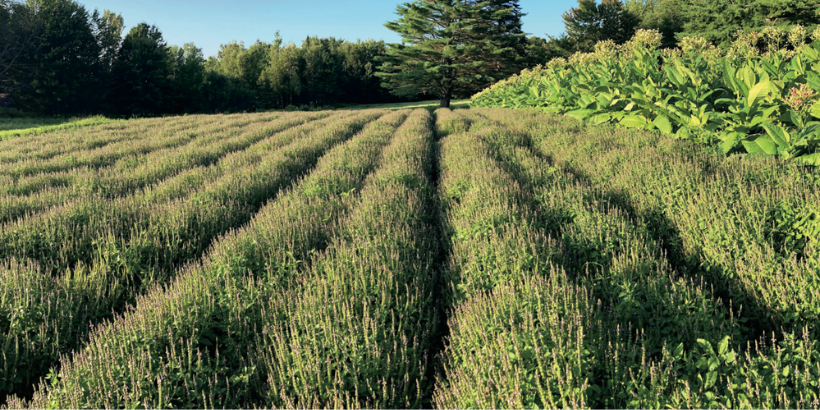 profitable herbs to grow