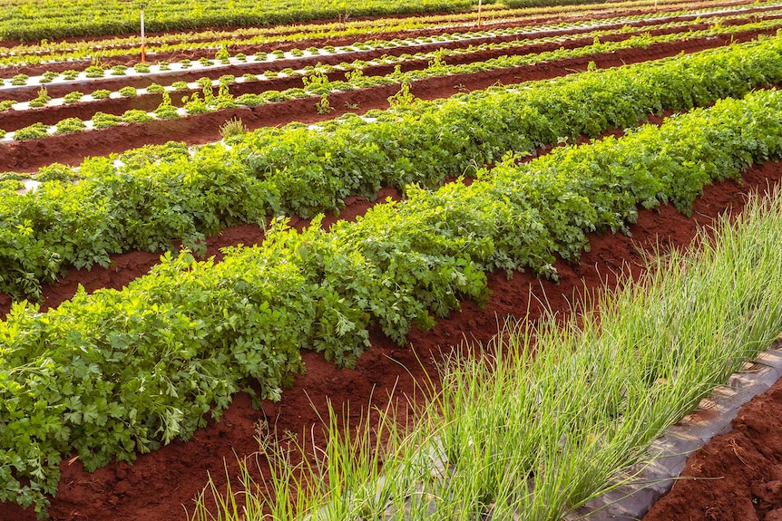profitable herbs to grow