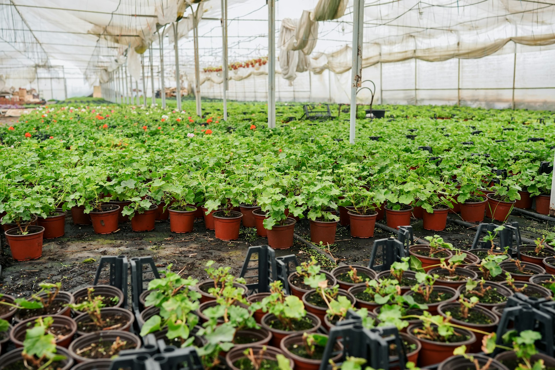 The 2026 Profitable Herbs to Grow: Scaling Commercial Herb Growing from Seed to Profit