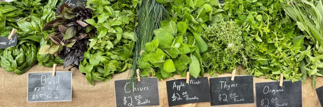 The Profitable Herbs to Grow