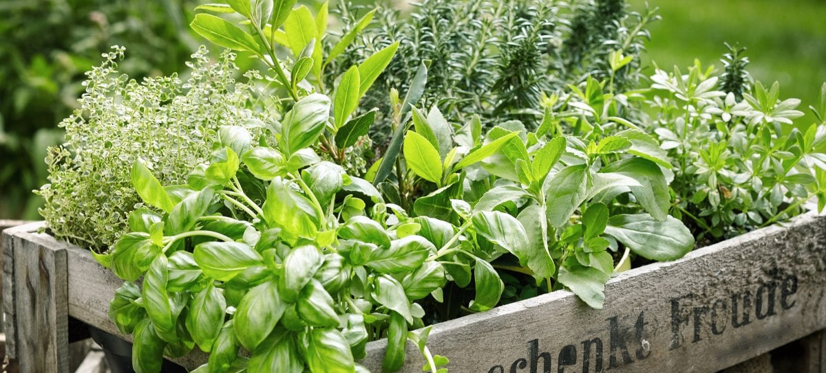 The Profitable Herbs to Grow