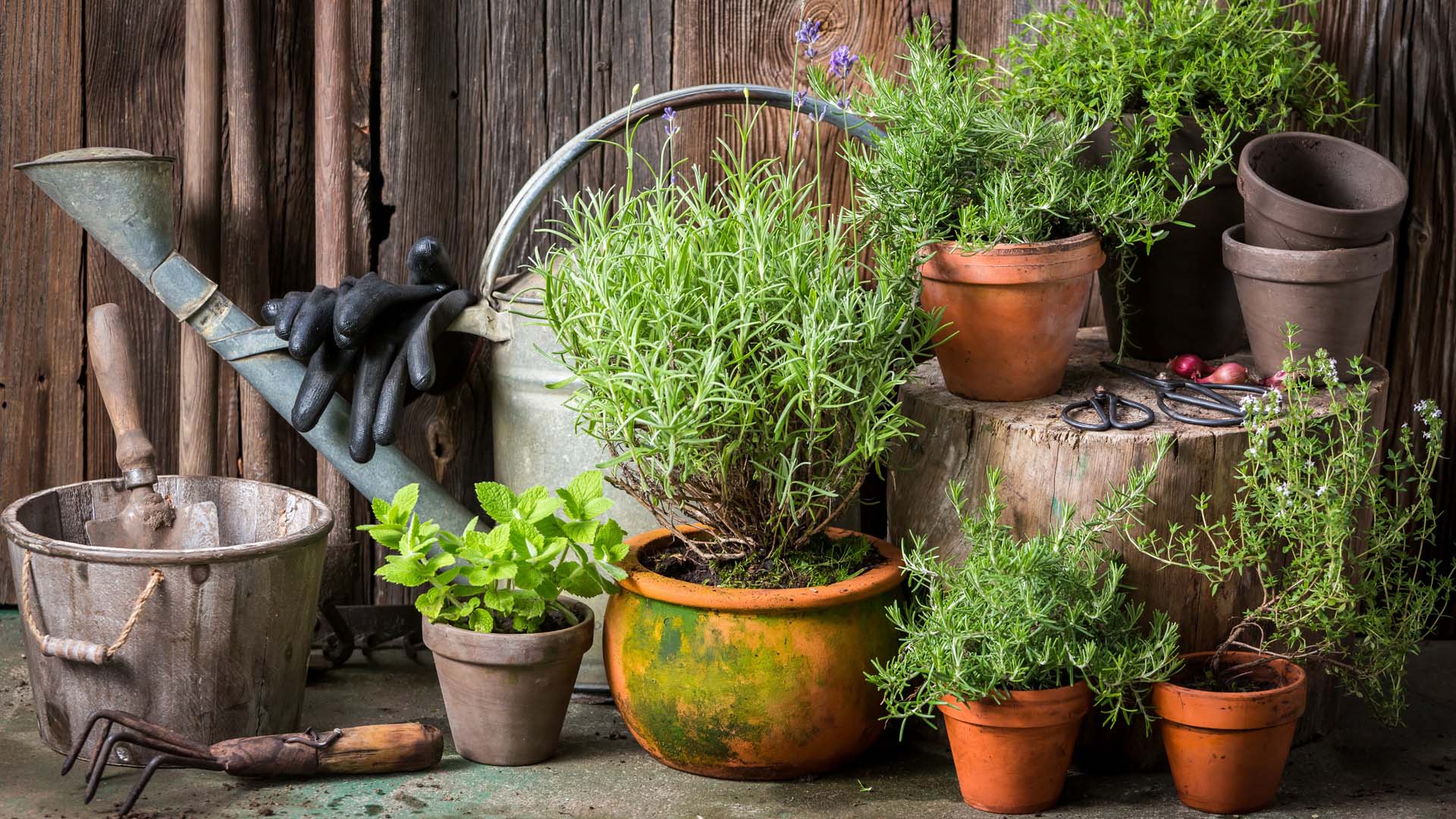 how to start herb business