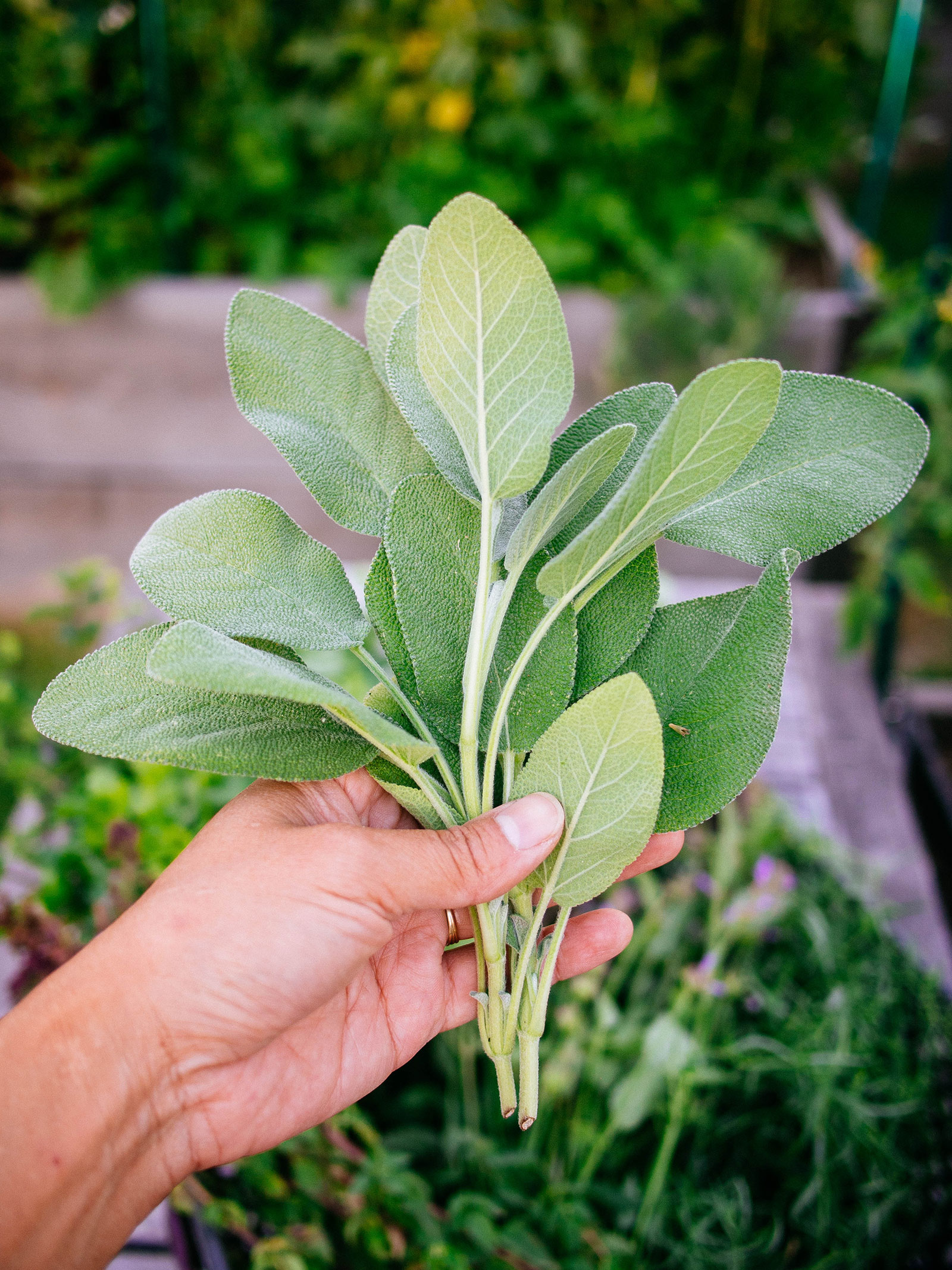 how to start herb business