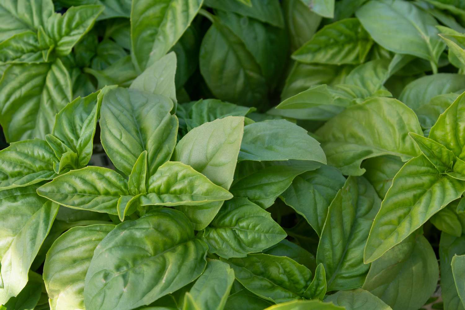 how to start herb business