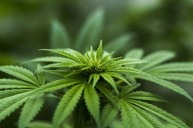 how to start herb business
