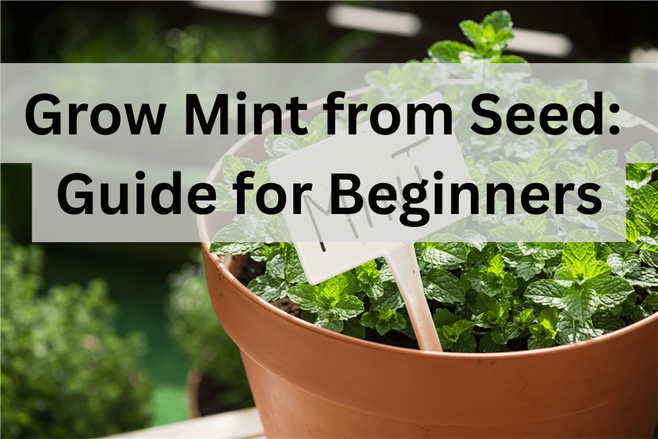 How to Start an Herb Business: Low-Cost Setup and Profitable Crops