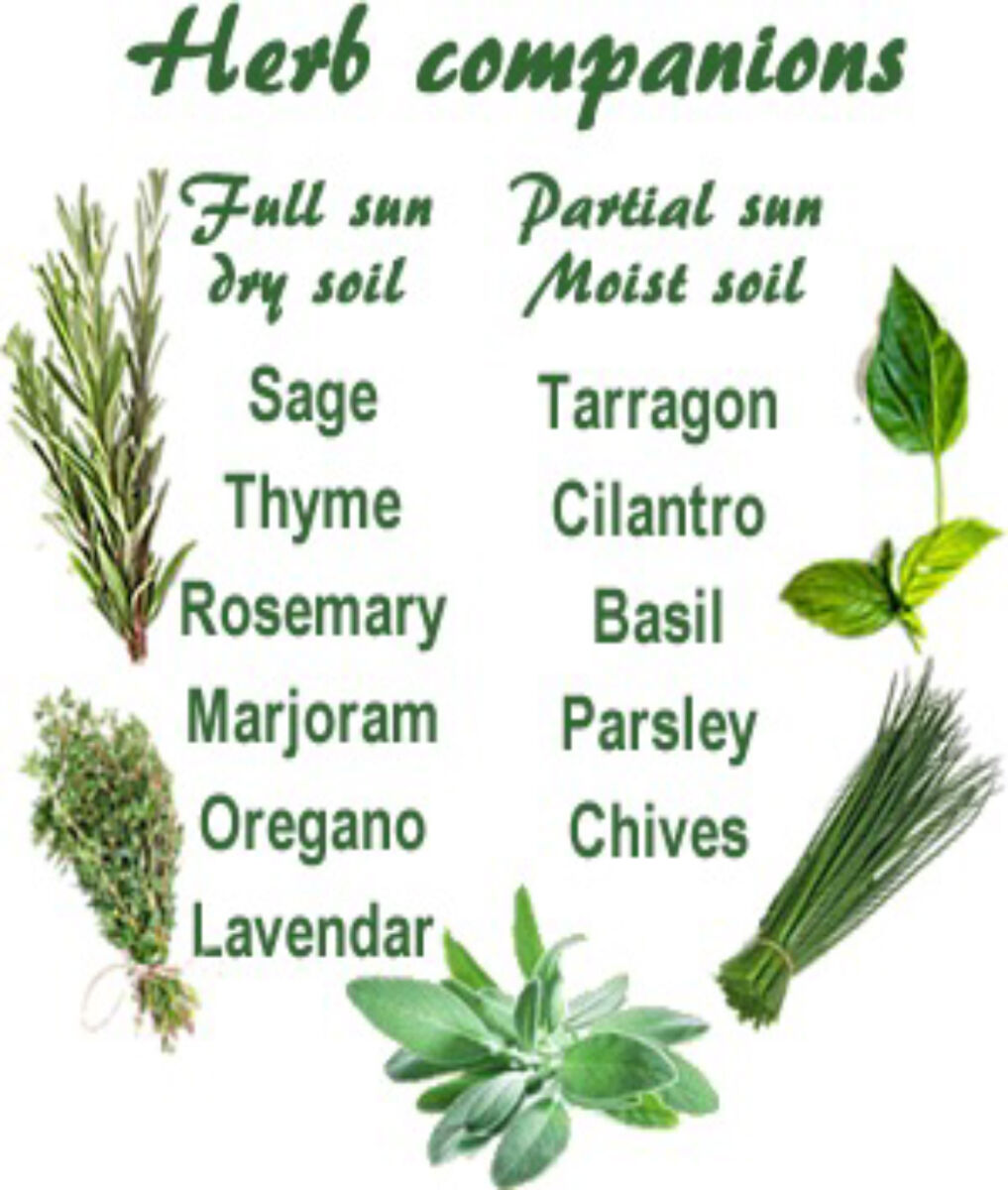 how to start herb business