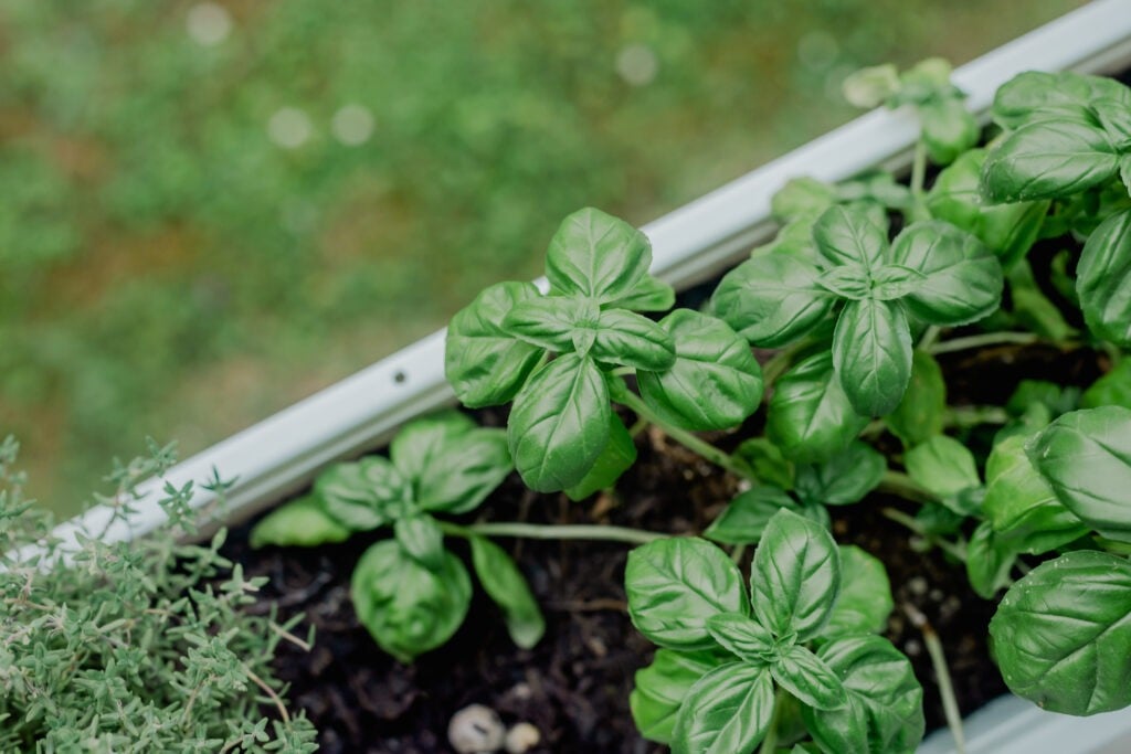 profitable herbs to grow
