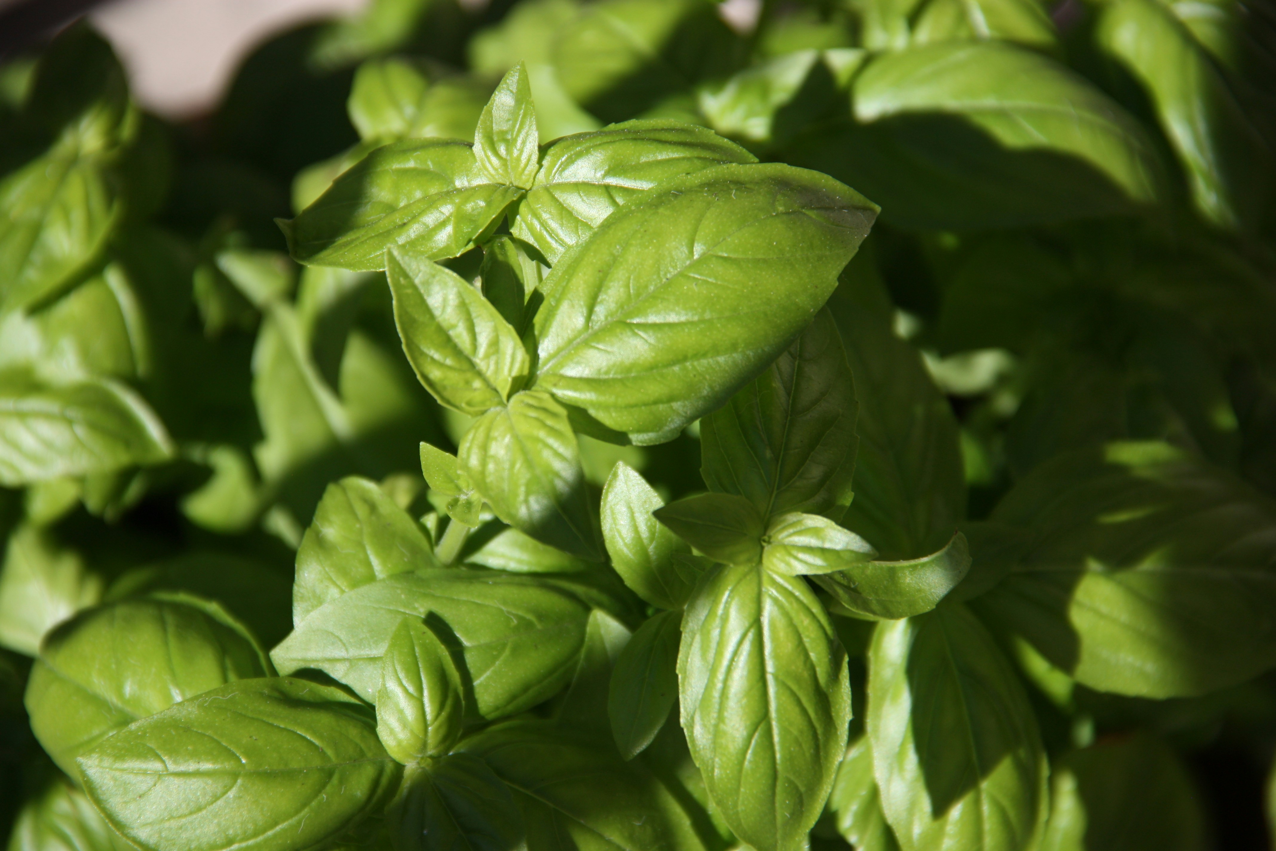 How to Start a Profitable Herb Business: From Seed to Sale