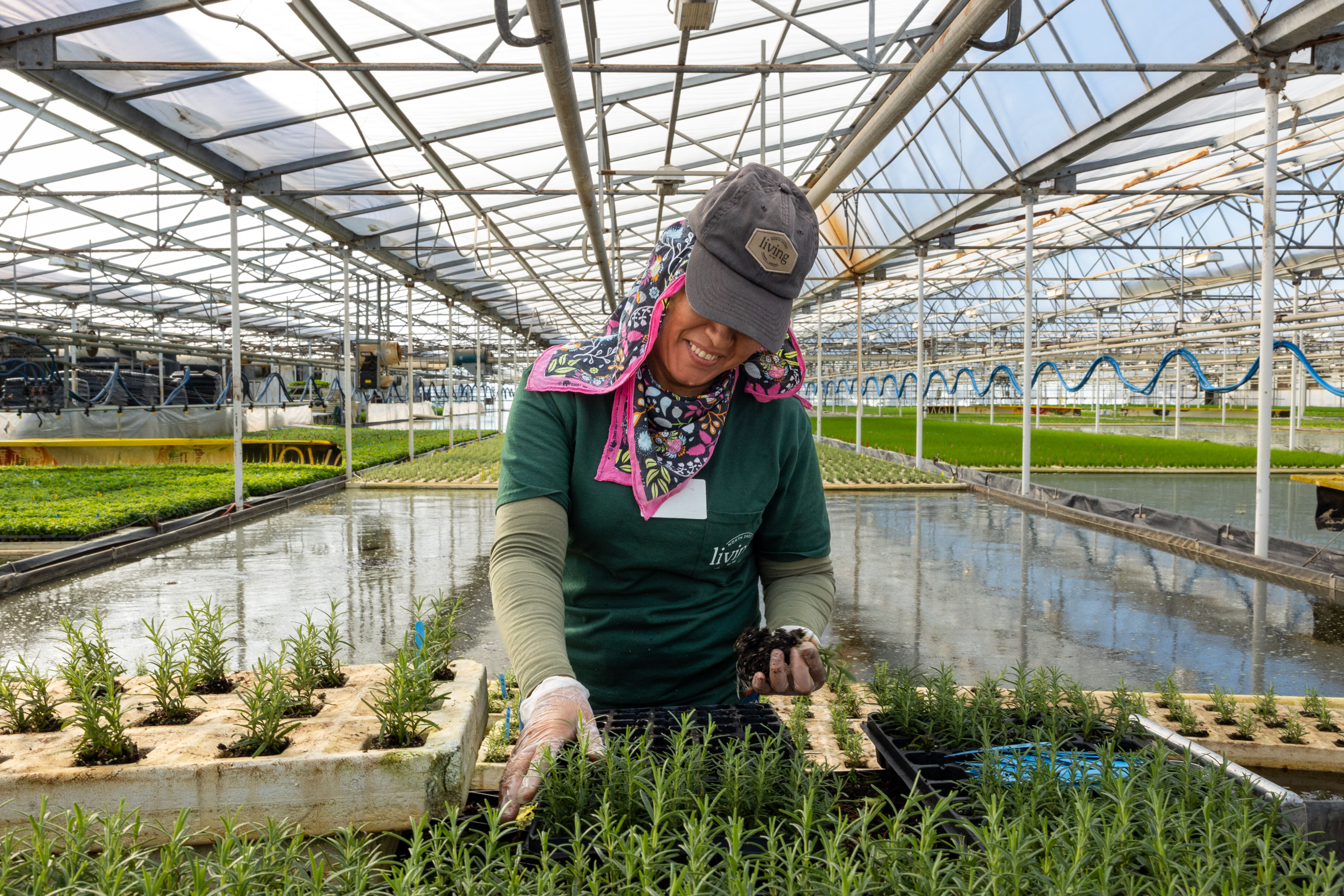 profitable herbs to grow