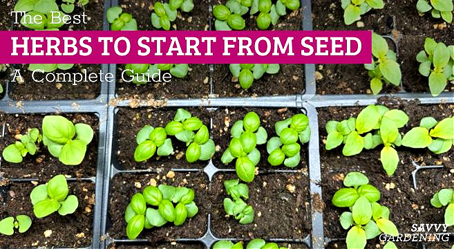 How to Start an Herb Business: A Step-by-Step Guide
