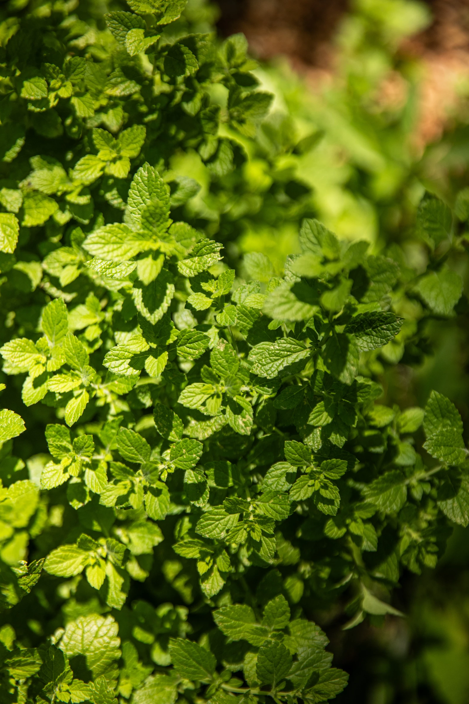how to start herb business