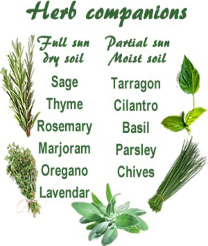 how to start herb business