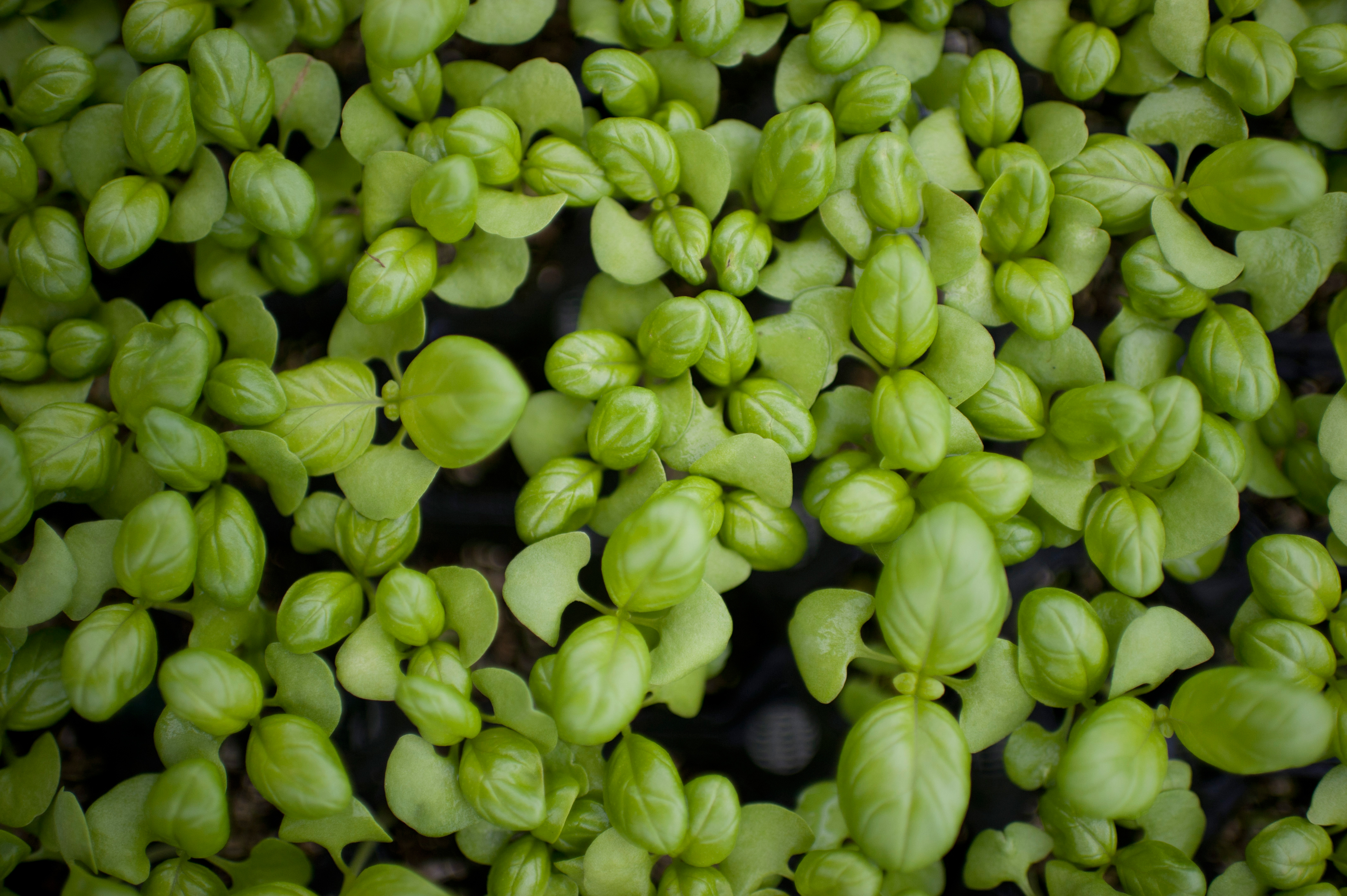 profitable herbs to grow