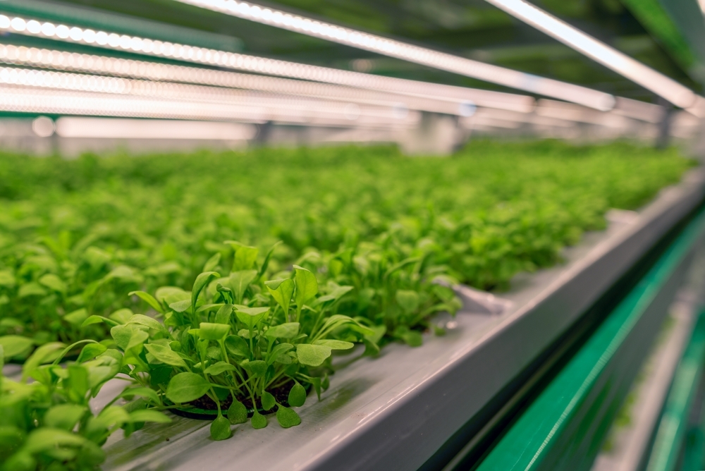 profitable herbs to grow
