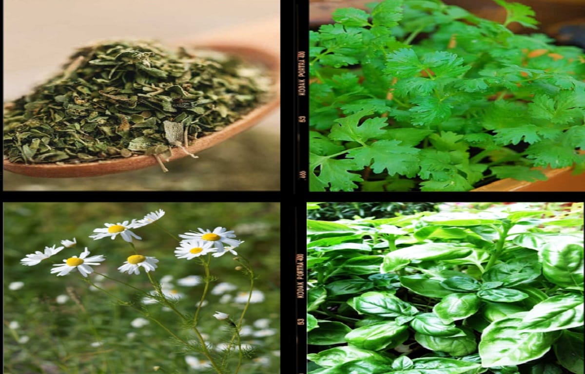 profitable herbs to grow