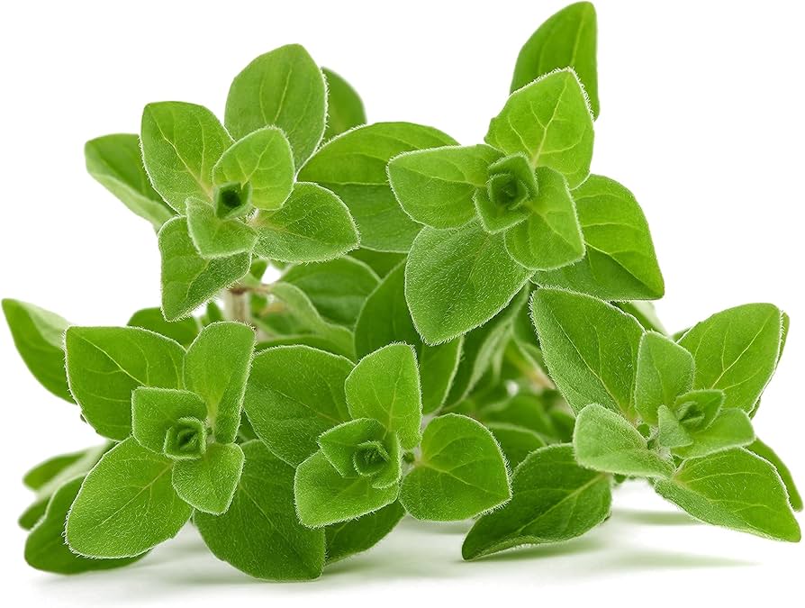 Johnny's Selected Seeds Oregano